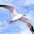 Maritime Illustration: Möwe beim Fliegen