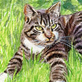Getigerte Katze im Gras