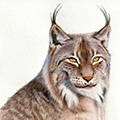 Luchs