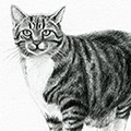 Tierzeichnung: Kater