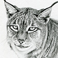 Tierzeichnung: Luchs