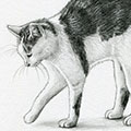 Tierzeichnung: Kater