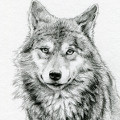 Tierzeichnung: Wolf