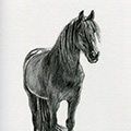 Tierzeichnung: Pferd