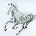 Tierzeichnung: Pferd